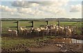 Penned sheep near Nichols Nymett Cross