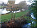 Water Garden at Flexford