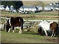 Ponies at Pricetown Boundary