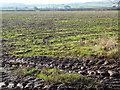 Winter field, near Llanfair Discoed