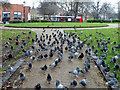 Pigeons in the park