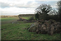 Bridleway past a plantation