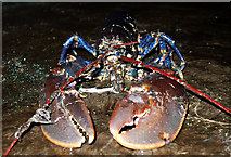 J5082 : Lobster, Bangor by Rossographer
