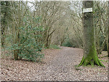 TQ3056 : Path in Devilsden Wood by Robin Webster
