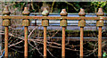 Old railings, Killyleagh