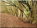 Path, Timbercombe