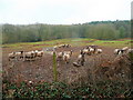 Sheep on the Graig