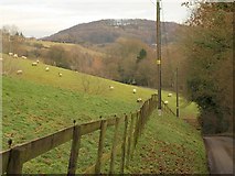 SO8707 : Steep field of sheep, Slad by Derek Harper