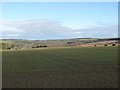 Young crop near Netherwells