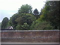 Trees by Chapel Lane, Westhumble