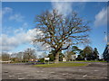 Former Ordnance Survey HQ, Maybush, Southampton, Tree