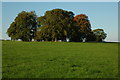 Trees in a field, Trellech