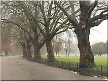 TQ3683 : Trees, Victoria Park by Derek Harper
