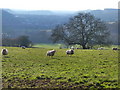 ST3790 : Field of sheep at Catsash by Ruth Sharville