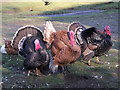 Three turkeys who survived Christmas! Wiston Tea Rooms, West Sussex