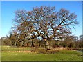 Oak trees in winter