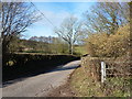 ST3793 : Road scene with catkins, south of Tredunnock by Ruth Sharville