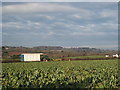 Harvesting cauliflowers at Mawnan Smith