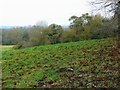 The northern shoulder of Hailstone Hill, near Cricklade