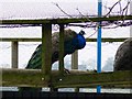 Peacock near Cricklade