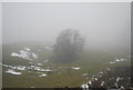 A single tree in the mist near Clee Hill