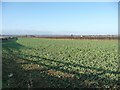 Brassica crop, off Westfield Lane