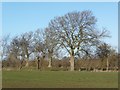 Winter trees near Bedale Beck