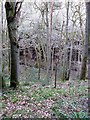 The valley of the Dipton Burn