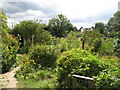 The Ravensbourne Allotments