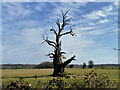 Dead tree near Paddock Barn