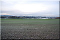 Large field  of winter wheat