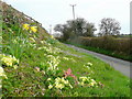 Spring flowers at Hitchings