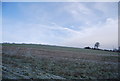 TQ9351 : Field on the North Downs by N Chadwick