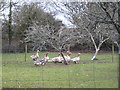 Geese in the orchard