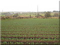 Daffodil field at Black Rock