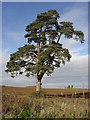 Lone tree in  a field