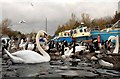 Wildfowl on the Sankey Canal