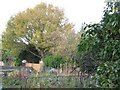 Sandford Road Allotments