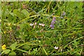 A selection of wild flowers