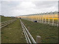 TR2966 : Footpath beside Thanet Earth Greenhouse by David Anstiss