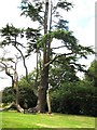 Knebworth House flora