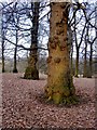 TQ2071 : Sweet Chestnut trees, Broomfield Hill, Richmond Park by Stefan Czapski