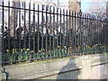 TQ3180 : Daffodils in Temple at Victoria Embankment by PAUL FARMER