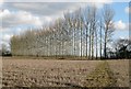 Footpath to the poplars