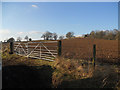 Field beneath Poston Coppice