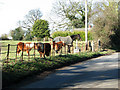 Pasture and occupants beside The Street in Foulsham