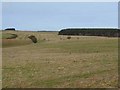 Fields on Wingates Moor