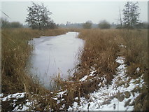 TQ2277 : Reed beds at London Wetland Centre by Marathon