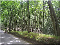 TL1301 : Bricket Wood Common on School Lane by David Howard