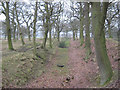 Castle Steads, Rowley.  Main enclosure ditch